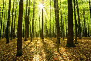Creative Spirit @ Hazel Hill Wood